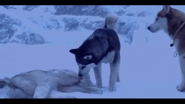 9. Прощусь, лизнув порог и двери. Седой Дервиш смотреть онлайн