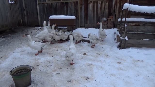 Гуси уже едят не жадно - сытые, повзрослели! И, как всегда, утром учинили потасовку! смотреть онлайн