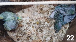 КАК РАСТУТ ПТЕНЦЫ ВОЛНИСТЫХ ПОПУГАЕВ ОТ 1 ДО 29 ДНЕЙ!