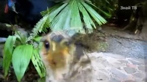 Казуар - интересные факты,австралийский динозавр, САМАЯ ОПАСНАЯ птица в мире и любящий отец!