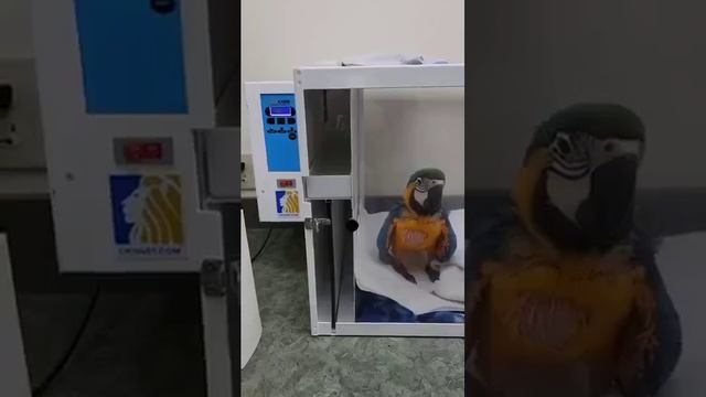 Гадкий утёнок смотреть онлайн