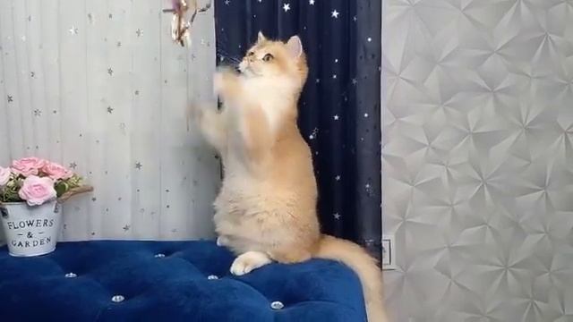 Британский мальчик- Золотая Шиншилла ny12 смотреть онлайн