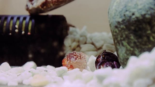 Линька мангрового краба/Molt mangrove crab смотреть онлайн