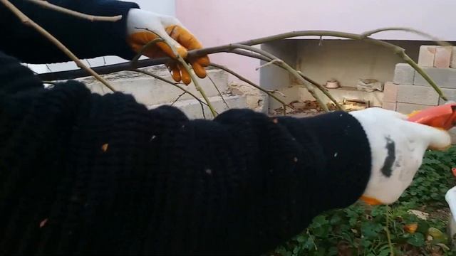 Ihlamur Ağacı Budama смотреть онлайн