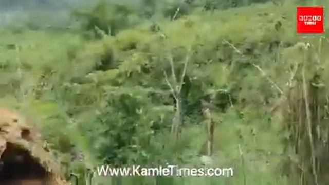 Big Python take rest last 9 days to get child from egg смотреть онлайн