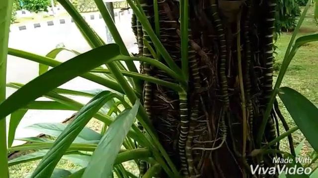 Epipremnum Amplissimum / Wow...!! Giant Amplissimum