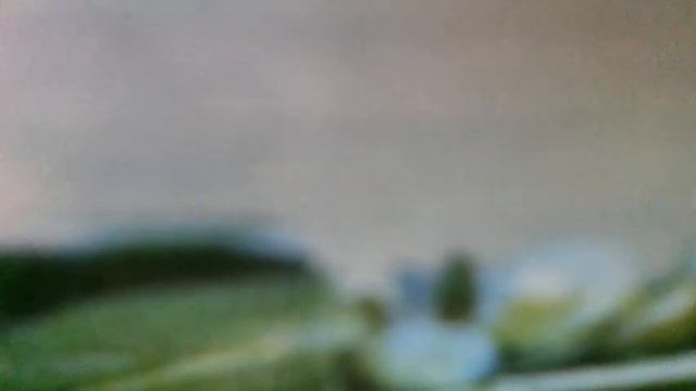 Земляничная поляна(И ночью темно-синей,и утром рано-рано,мне будет,знаю,сниться землянична(наброски смотреть онлайн