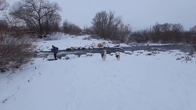 ХАСКИ бегут 13 километров за машиной. смотреть онлайн