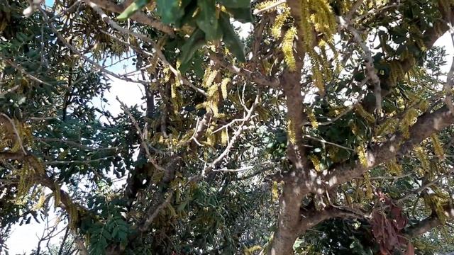 Ceratonia Siliqua /Carob Tree /Рожковое дерево/Χαρουπιά
