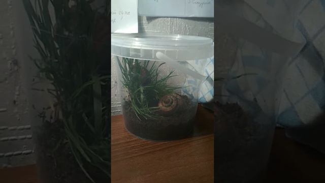 Улитки и что они едят! смотреть онлайн