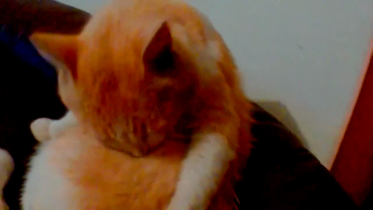 Лечение плешивого кота