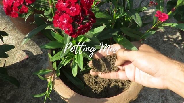 Growing Dianthus Flower / Dianthus Plant Care / How to Grow Dianthus Plant in Pots смотреть онлайн