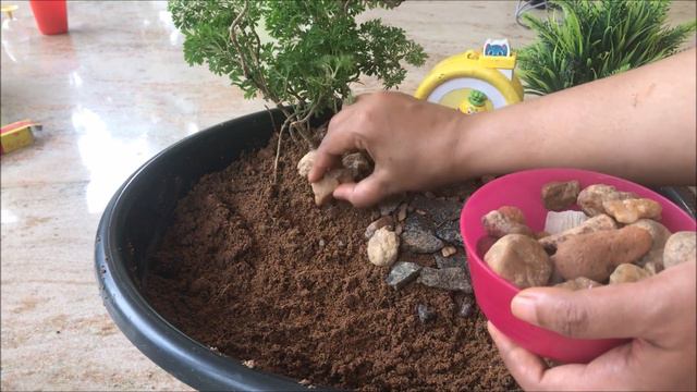 ചെറു ഉദ്ദ്യാനം | Trough garden | Fairy Garden смотреть онлайн