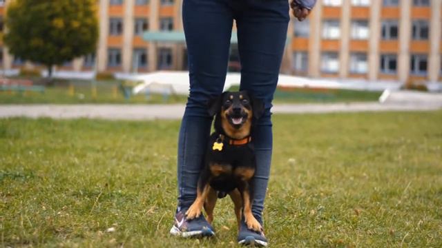 Dog Tricks | Daddy, mix, 7 years смотреть онлайн