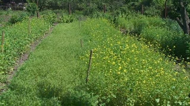 Сидераты весной. Горчица белая и фацелия