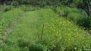 Сидераты весной. Горчица белая и фацелия