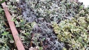 Черенкование бересклета. Как размножать черенкованием.