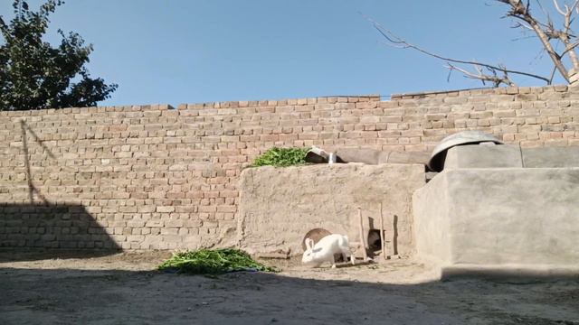 7 February 2024 White kitten and white Tiny bunnies 🐰 смотреть онлайн