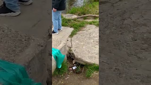 Белая норка на рыбалке!!!(Тверь) смотреть онлайн