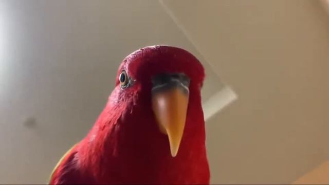 Красный Попугай МЕМ СБОРНИК МЕМОВ 2 смотреть онлайн