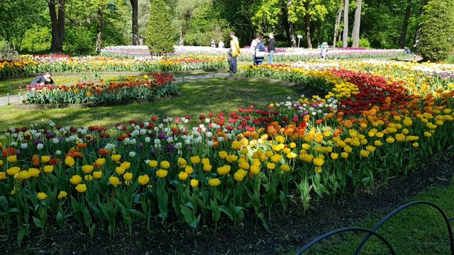 Шестой Фестиваль Тюльпанов в Петербурге смотреть онлайн