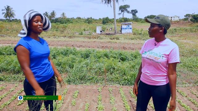 Why Final Year University Student Have Been Farming&Selling Vegetables On Campus For 3 Years Now. смотреть онлайн