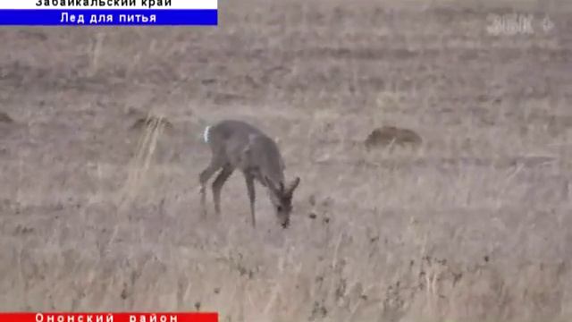 ДАУРСКИЙ ЗАПОВЕДНИК: ЗАГОТОВКА ЛЬДА ДЛЯ ПИТЬЯ смотреть онлайн