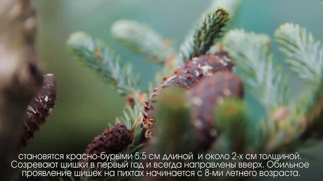 Энциклопедия - Пихта корейская смотреть онлайн