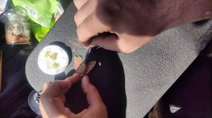 Энтомологические штучки. Препарирование насекомых