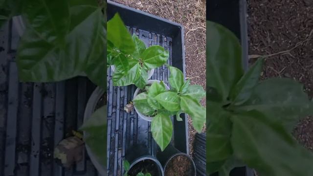 pasiflora GRANADILLA plantas de semillas ,passion fruit from seeds смотреть онлайн