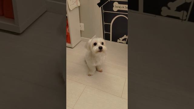 Dr. Sniffy Singing смотреть онлайн