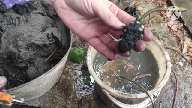 Зимовка тропических нимфей смотреть онлайн