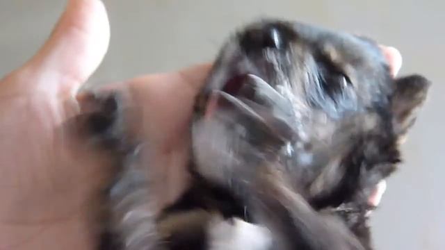 виртуальный обед смотреть онлайн