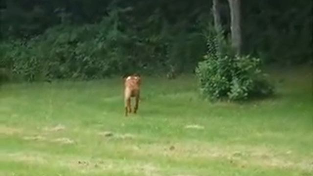 Vizsla and rabbit.wmv смотреть онлайн