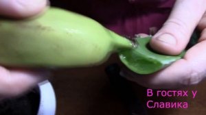 Банан.Вырастите Банановое Дерево из Банана.