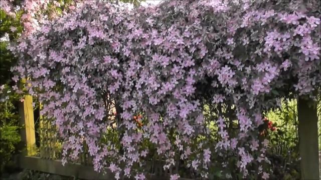 Heatwave Clematis Azalea & Laburnum Gransha Rd Belfast смотреть онлайн