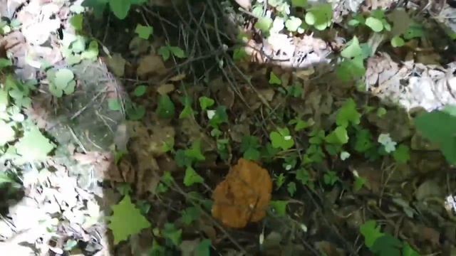 VID 20180510 121836 смотреть онлайн