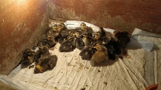 14 .06.20. ВЫВОД утят- бегунков в инкубаторе "Матрица Дели"- отличный аппарат смотреть онлайн