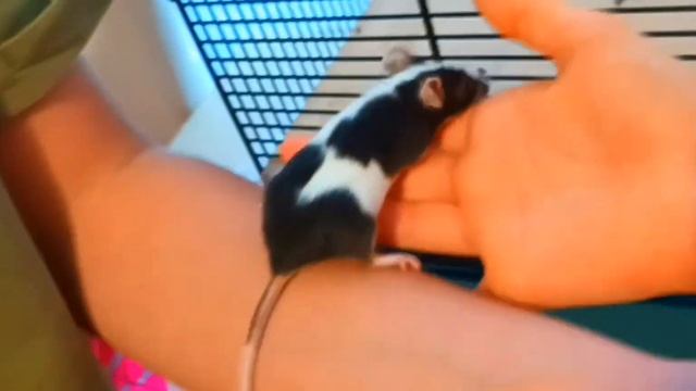 3 часть про наших мышек смотреть онлайн