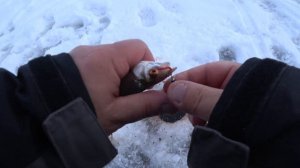 Рыбачим на Чудском озере, зимой с каналом Два Копа.Ловля плотвы.Zemledus makšķerēšana Peipusā.