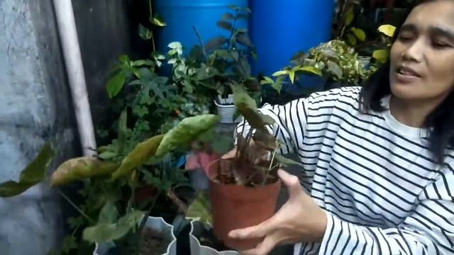 Our strawberry ice in my Garden🏡 смотреть онлайн