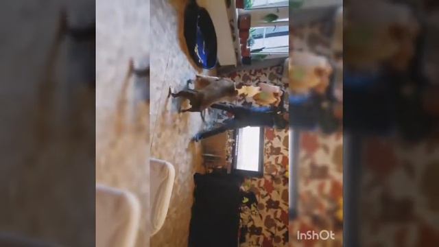 USA pitbull Simba en SkY Met trainer смотреть онлайн