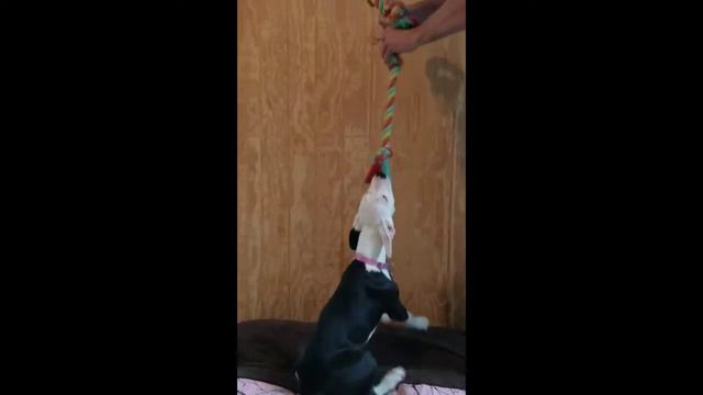 4 month old Cali The pitbull learning to climb the wall смотреть онлайн