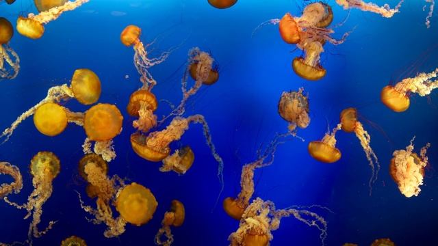Vancouver Jellyfish Aquarium In 4K