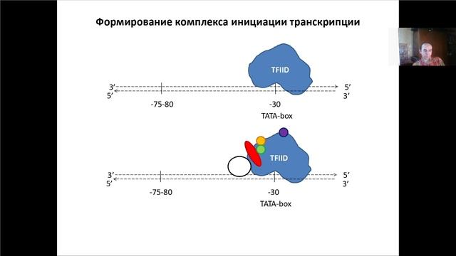 Основы молекулярной и клеточной биологии. Лекция 4. Транскрипция.