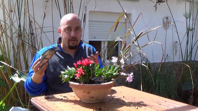 Rhipsalidopsis смотреть онлайн