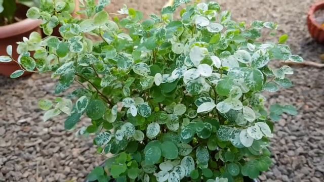 Snow bush plant care, propagation in malayalam/breynia nivosa/indoor, outdoor/homely plants смотреть онлайн