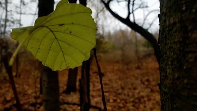 У САМВЕЛА УКРАЛИ МИКРОФОН. КОЛЛЕГА ПОХОЖА НА FLORIDAYALTA