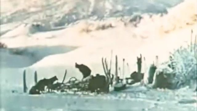 Кола Бельды–мы поедим мы помчимся на оленях смотреть онлайн