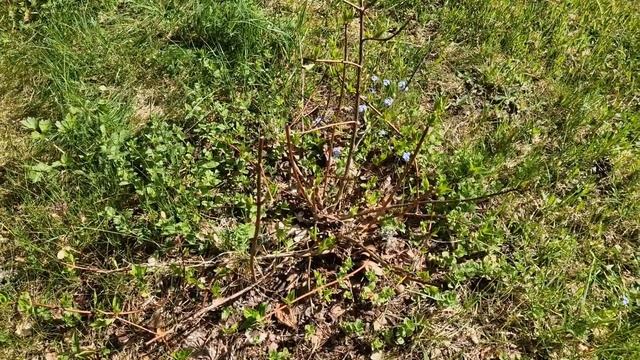 Жизнь на даче в Эстонии.Дачные влоги с Чудского озера.Дачные будни.Как живут другие. Семейные влоги смотреть онлайн